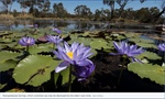 Scientists warn ancient desert springs may dry up under Adani plan